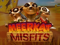 Meerkat Misfits